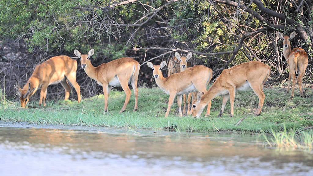 Pukus
am Lufupa River, Kafue
4605