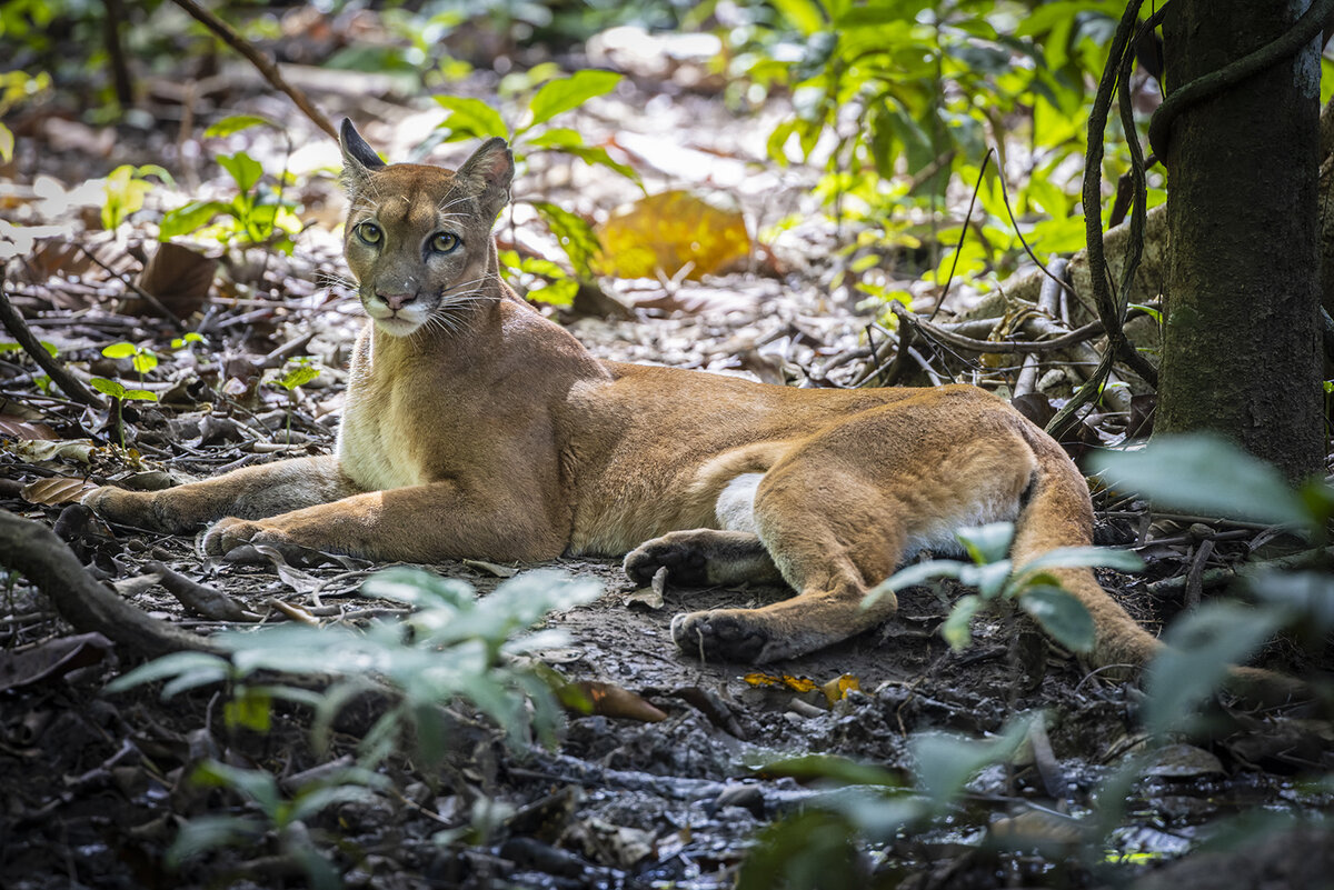 Puma.jpg
