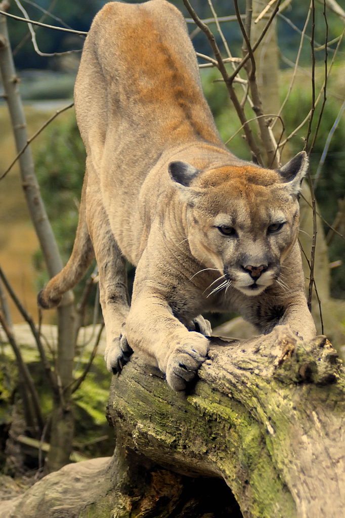 Puma1