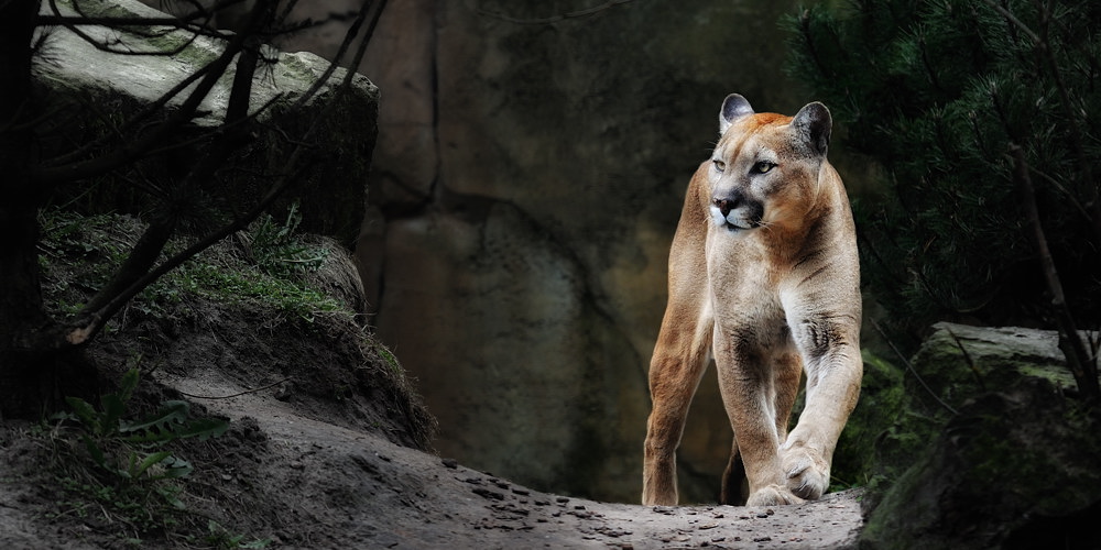 Puma1