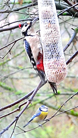 Punky der Buntspecht