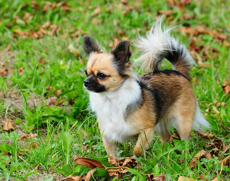 Puppy