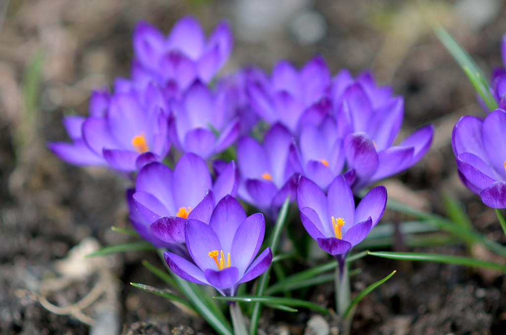 Purple Flowers
