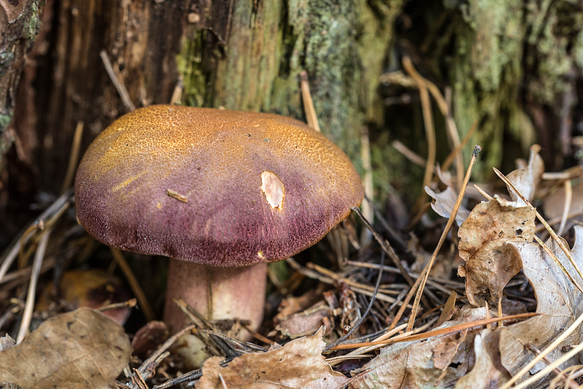 Purpurfilziger Holzritterling