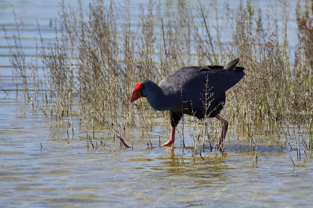 Purpurhuhn 2015 04995