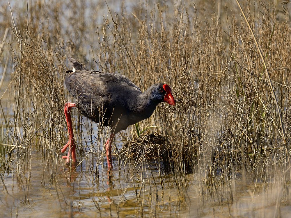 Purpurhuhn 2015 05002