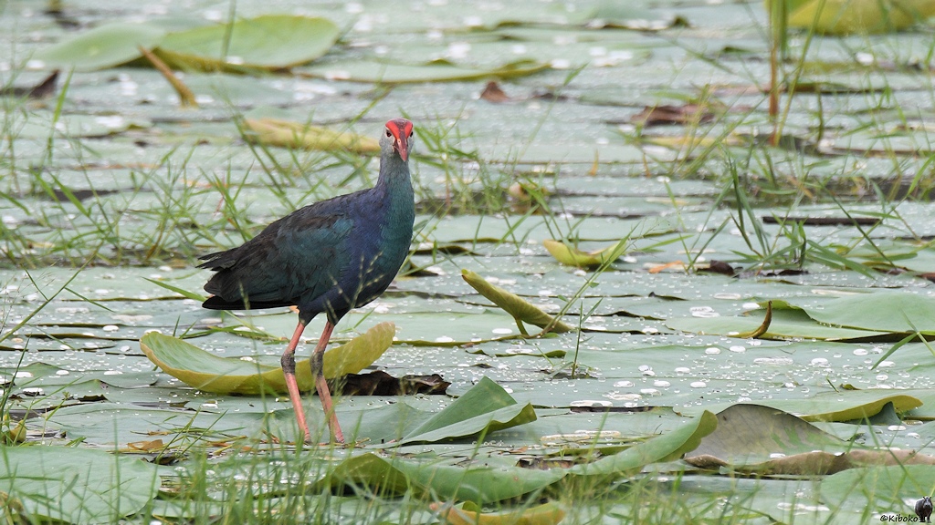 Purpurhuhn (purble swamphen) in der grauköpfigen Variante 

s516 bHabarana PurpleSwamphen 3649