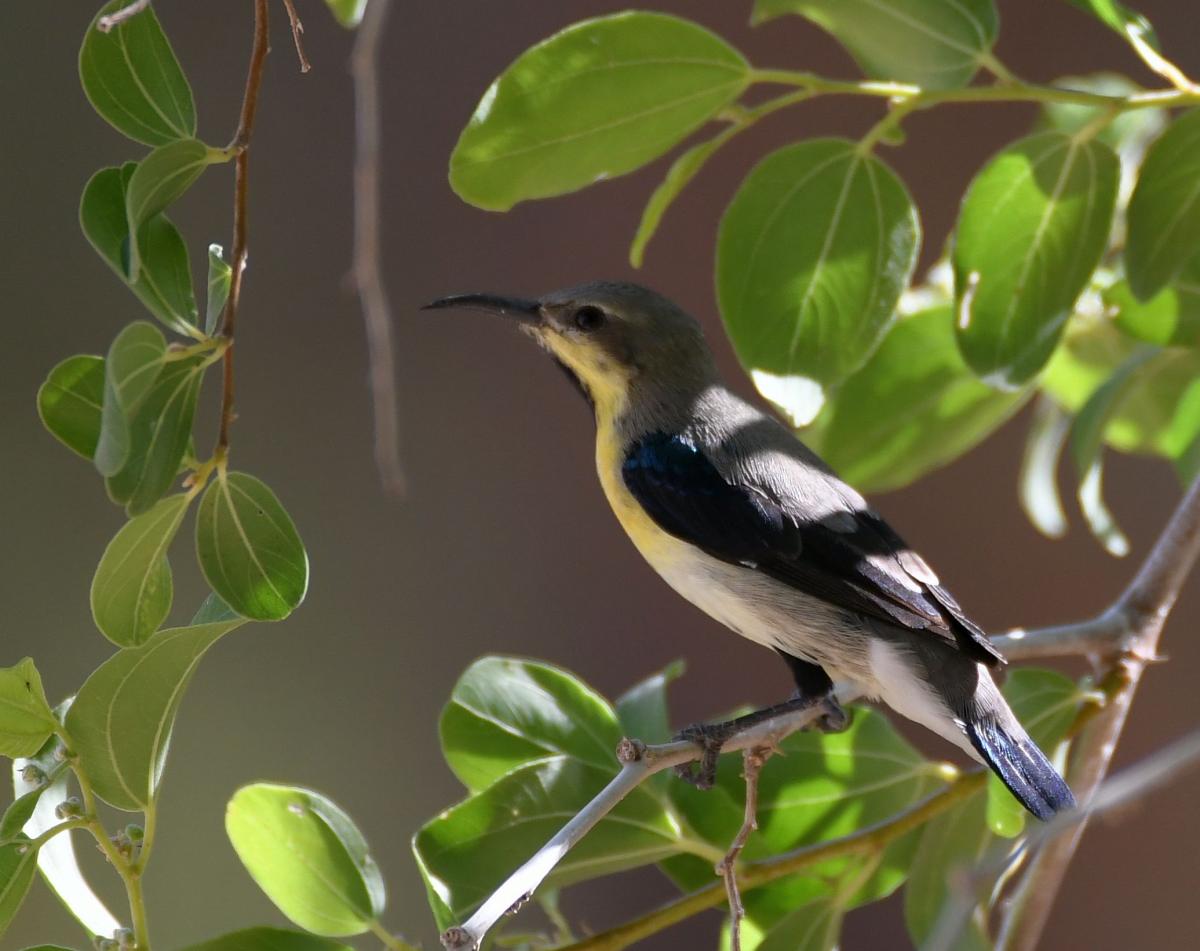 Purpurnektarvogel Al Ain Zoo00,27.10.2017