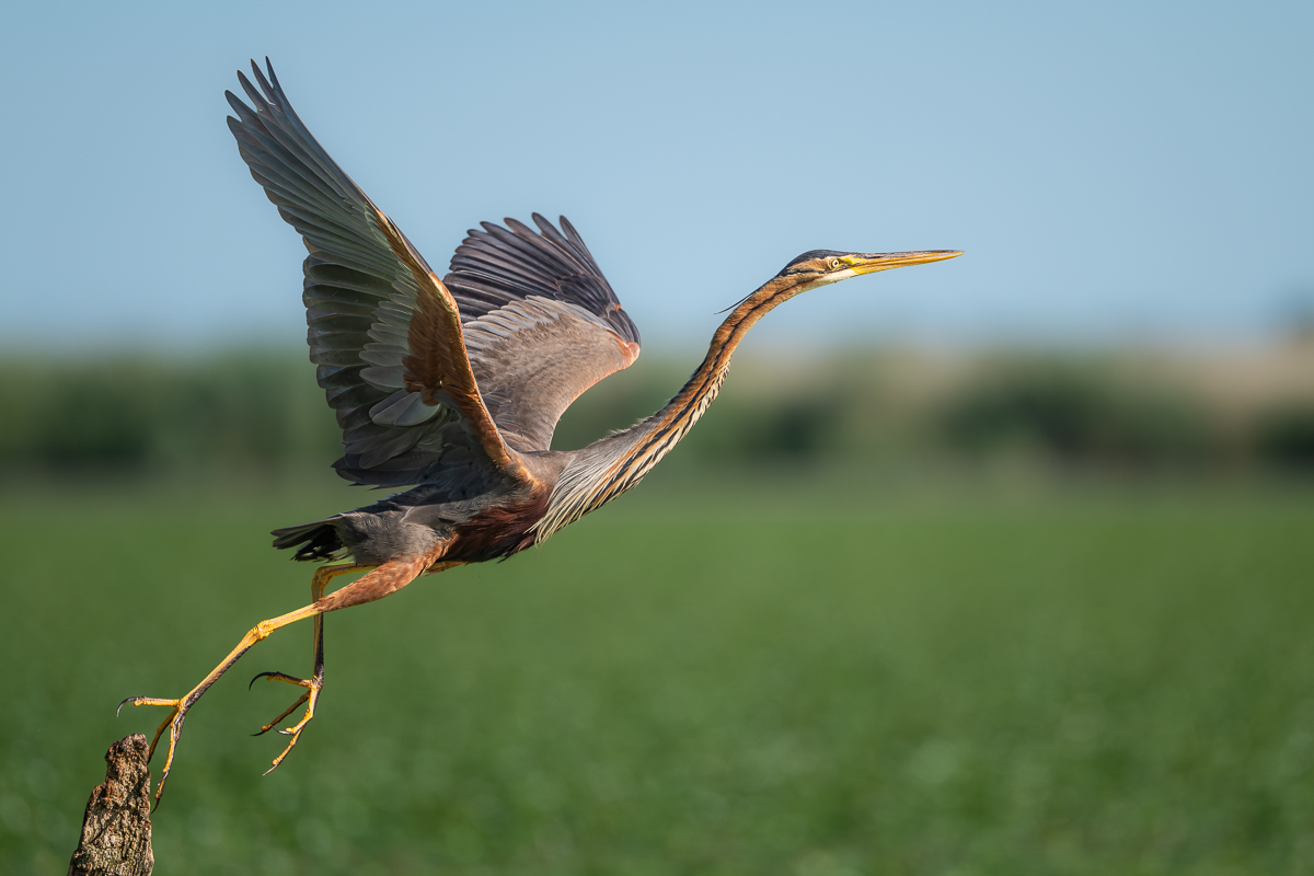 PurpurreiherAbflug.jpg