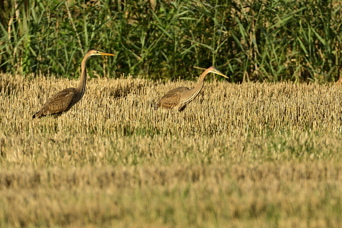 purpurreiherPHE4877nf.jpg