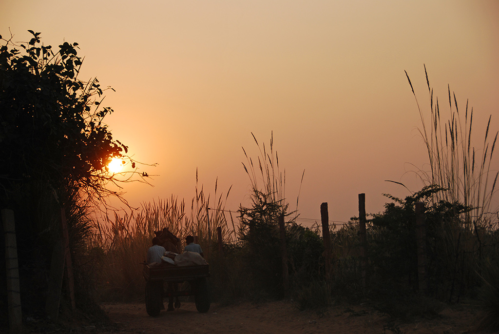 Pushkar Kameltaxi