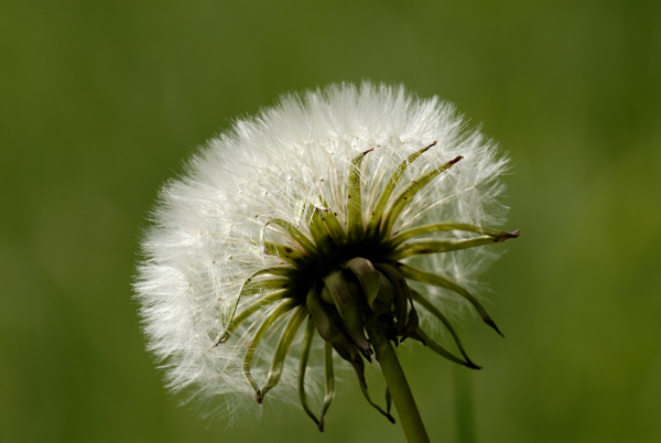 Pusteblume 0508