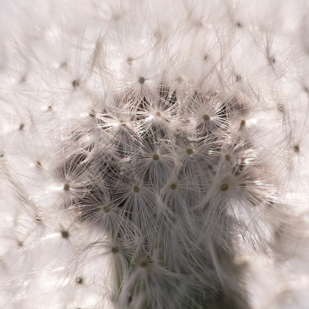 Pusteblume 1301