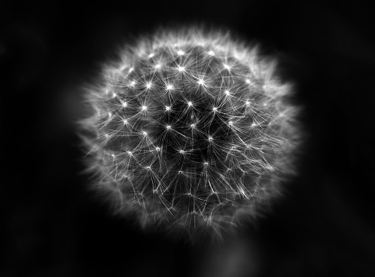 Pusteblume 2 BW_1.jpg