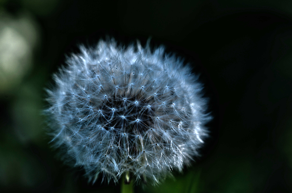 pusteblume 7775 lzn