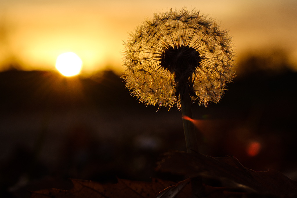 Pusteblume 8575