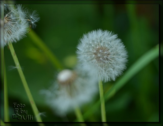 Pusteblume - DSC 3544