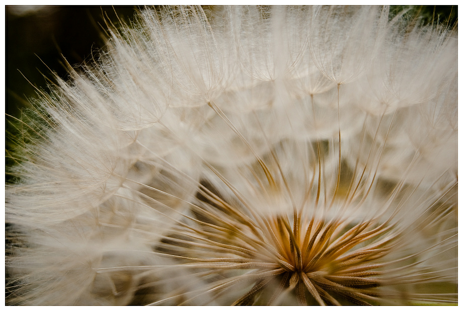 Pusteblume groß 2