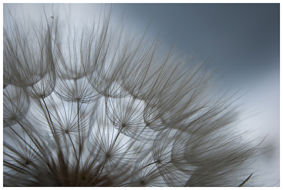 Pusteblume groß detail
