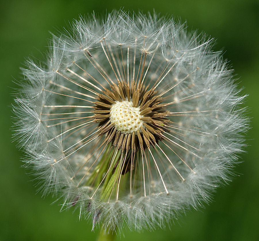 Pusteblume.jpg
