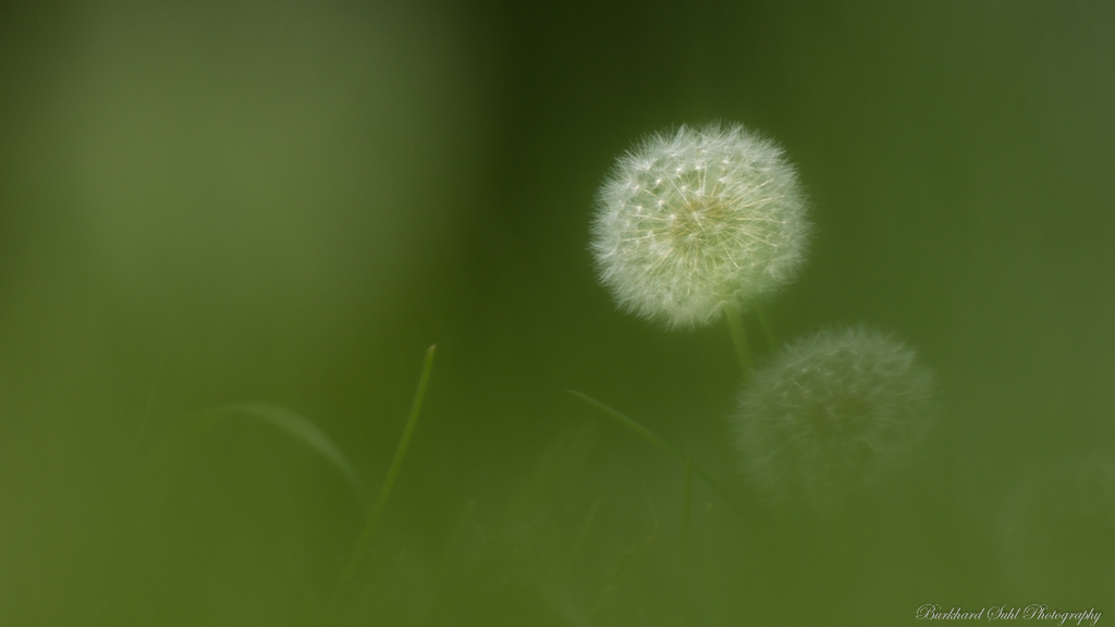 Pusteblume   KO3 0546 V2 2