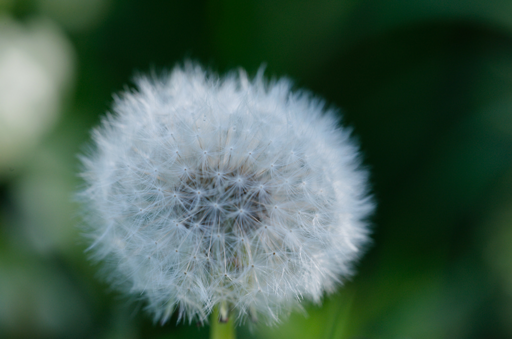 pusteblume ooc 7775 lzn