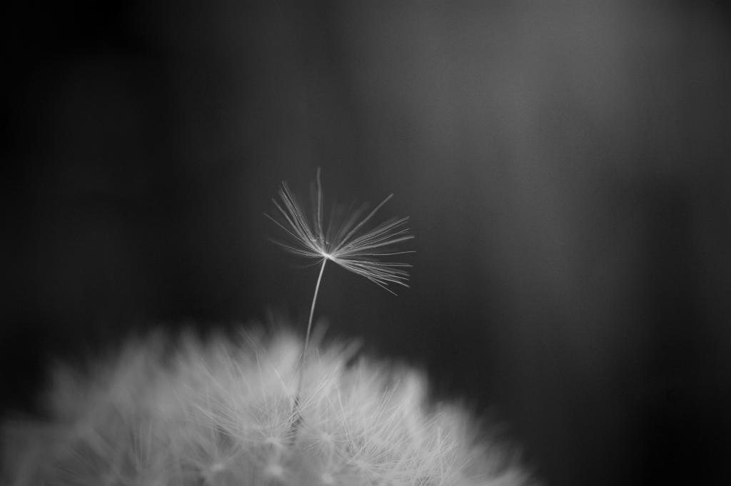 Pusteblume sw