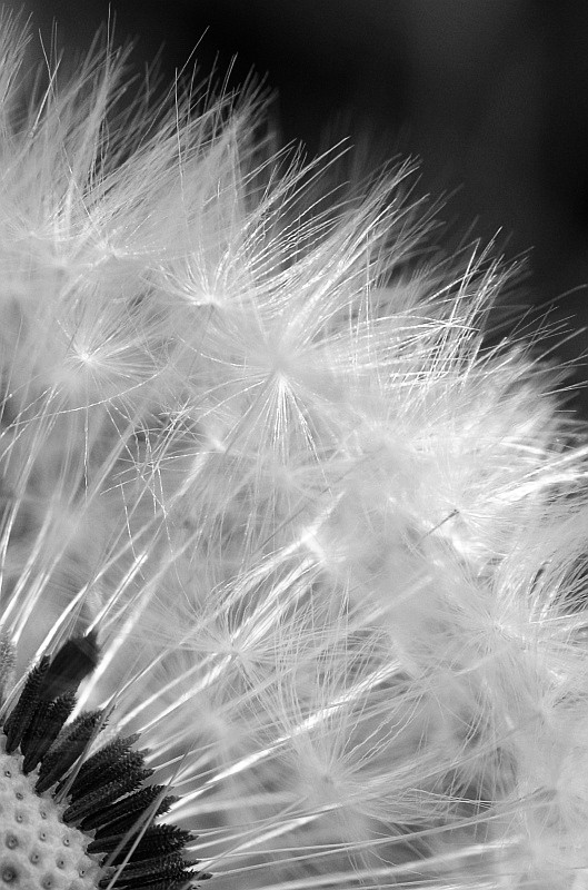 Pusteblume sw