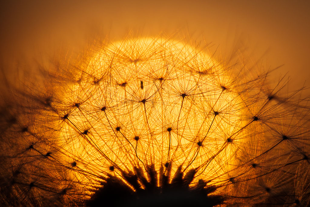Pusteblume vor untergehender Sonne 0805