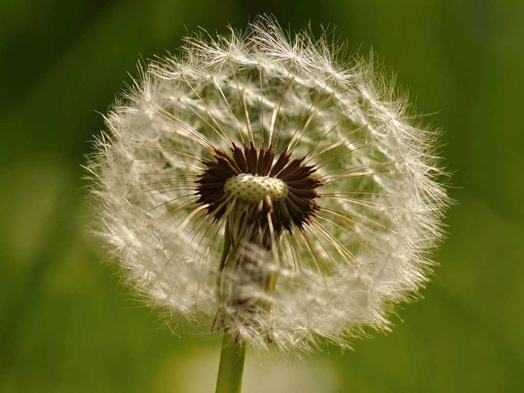 Pusteblume
