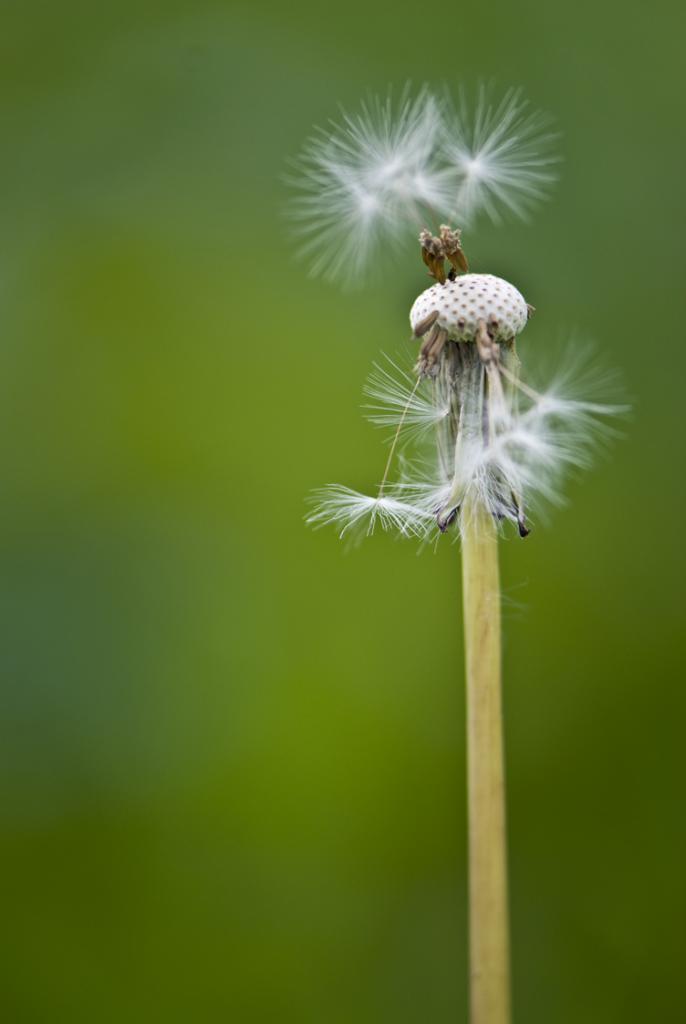 Pusteblume