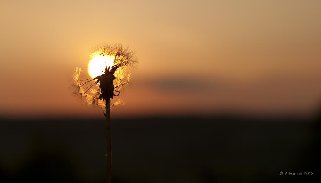 Pusteblume