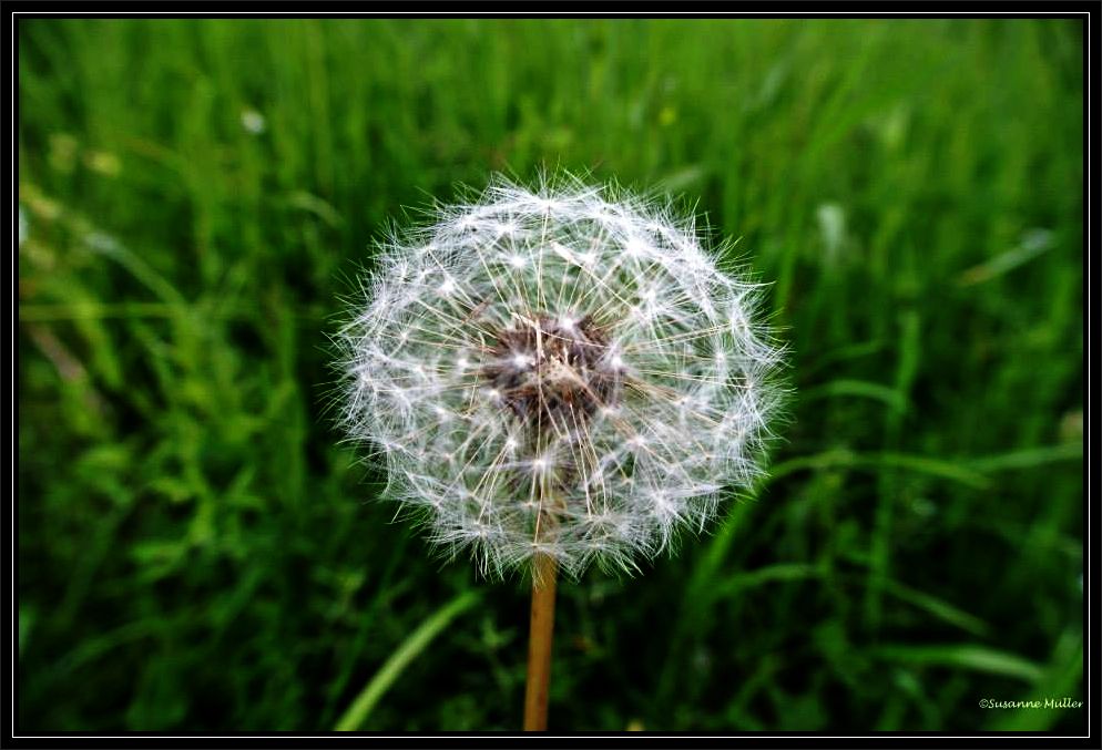 Pusteblume