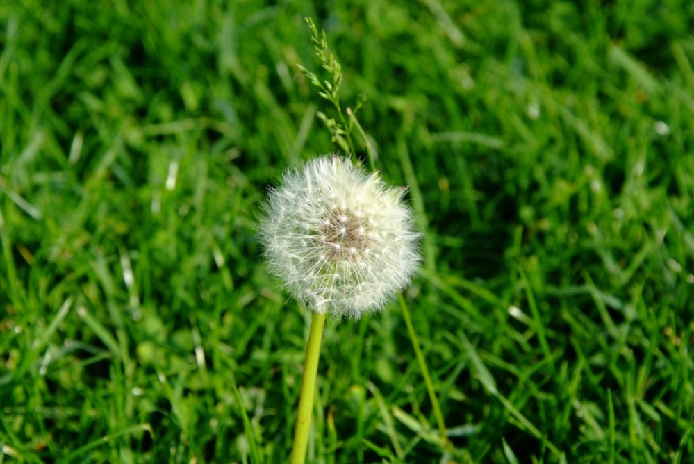 Pusteblume