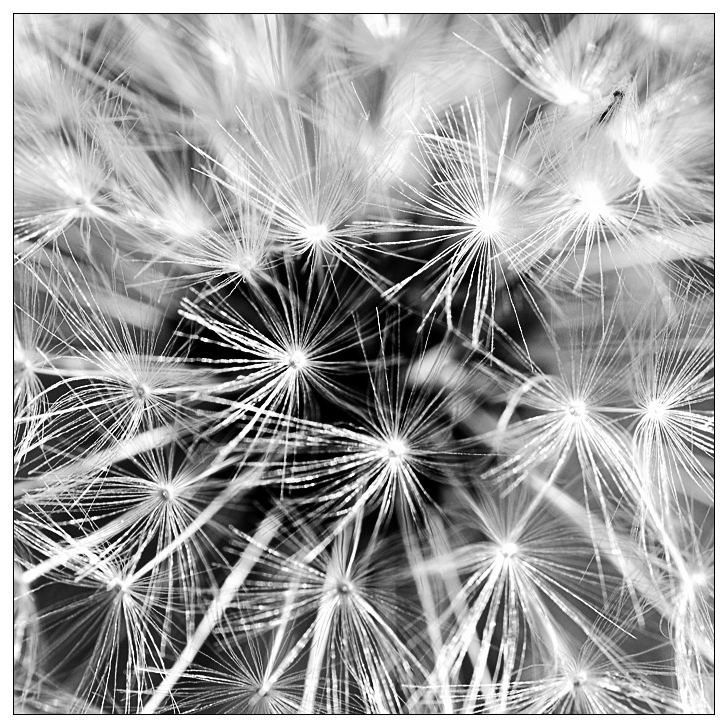 pusteblume