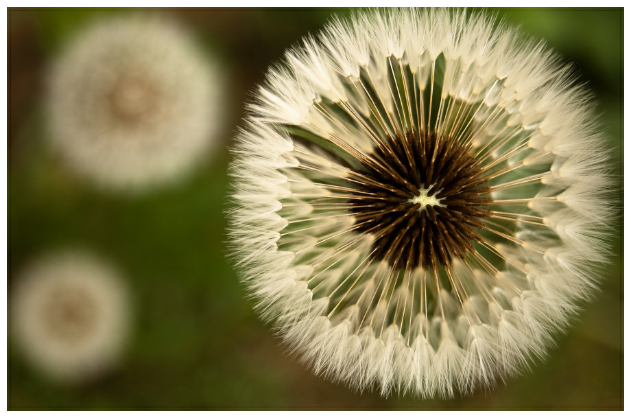 Pusteblume