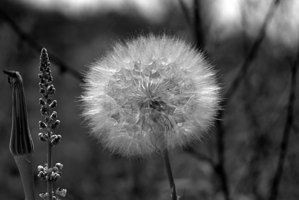 Pusteblume