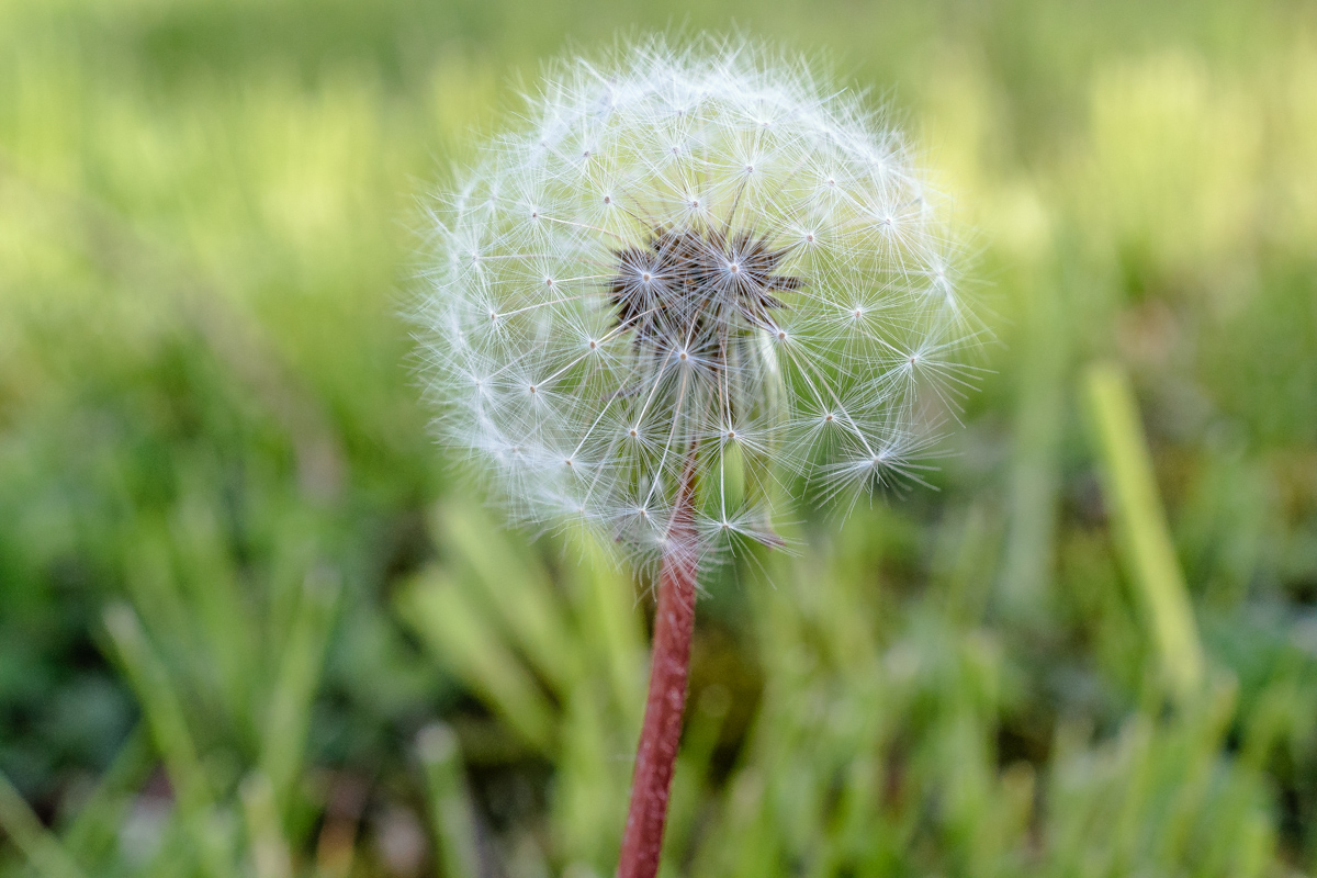 Pusteblume