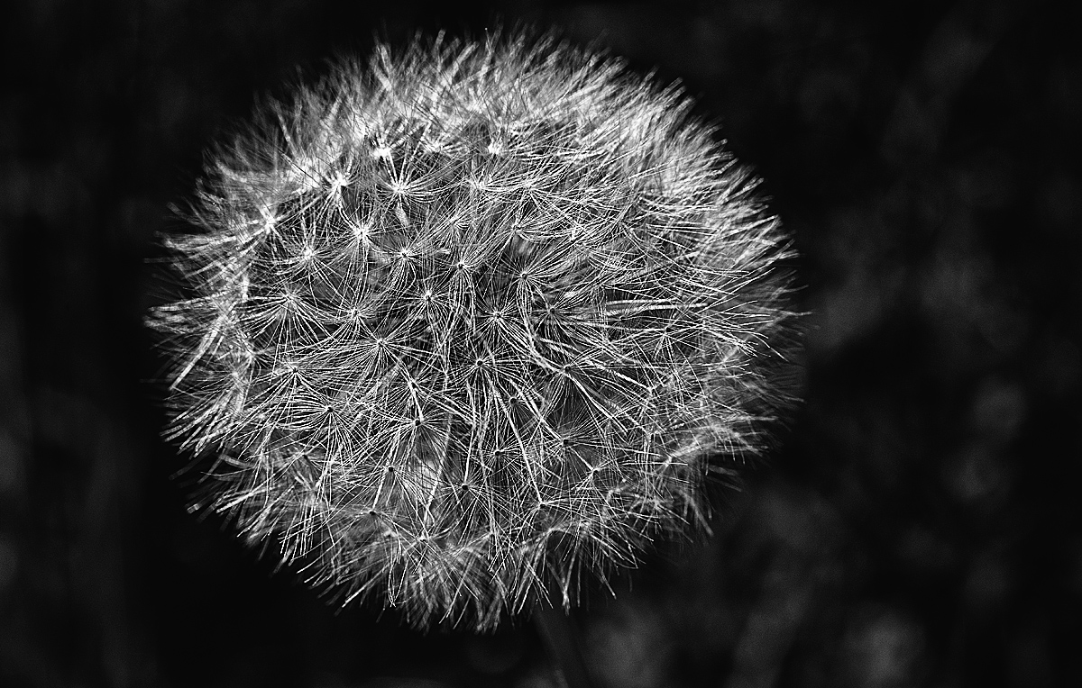 Pusteblume