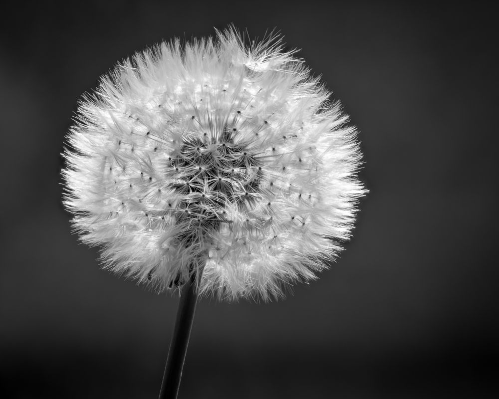 Pusteblume
