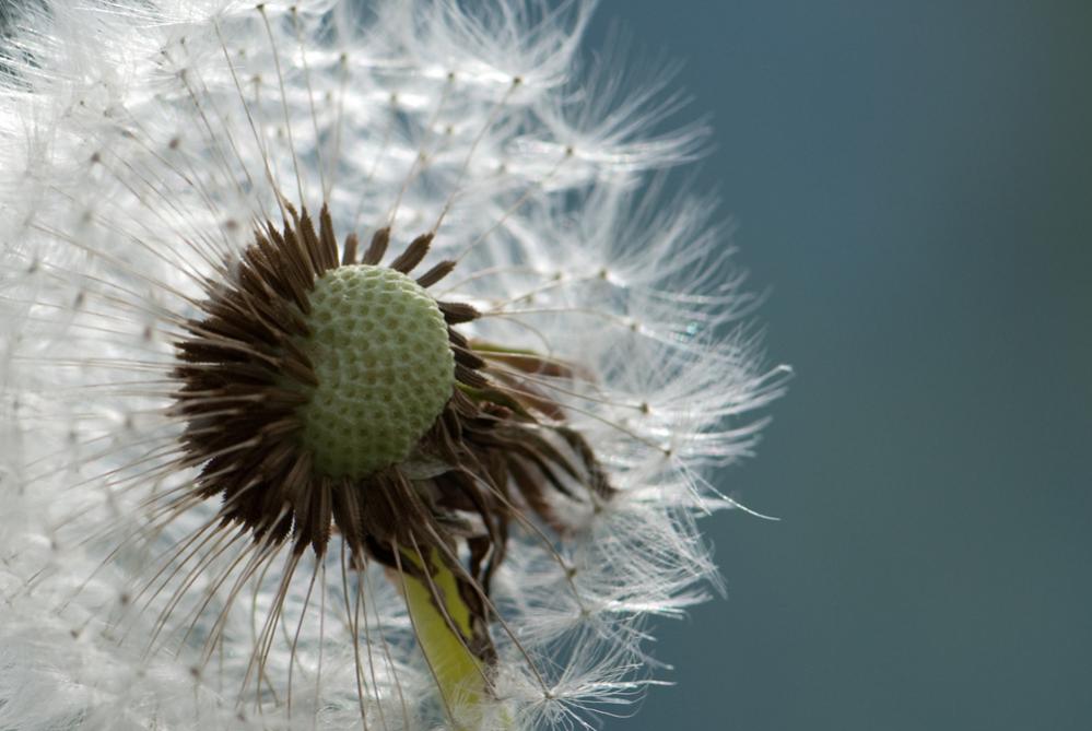 Pusteblume