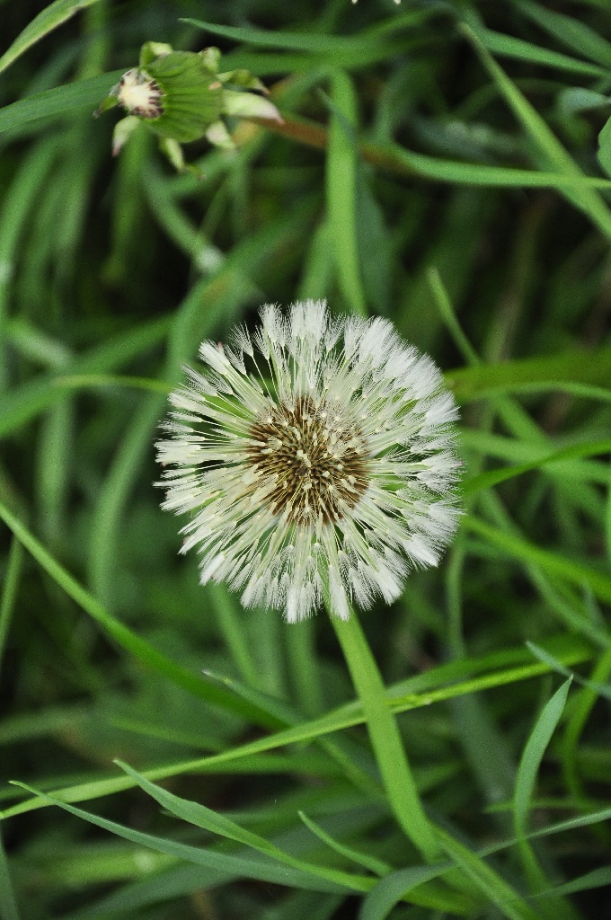 Pusteblume