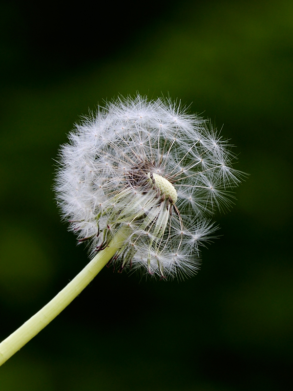 Pusteblume