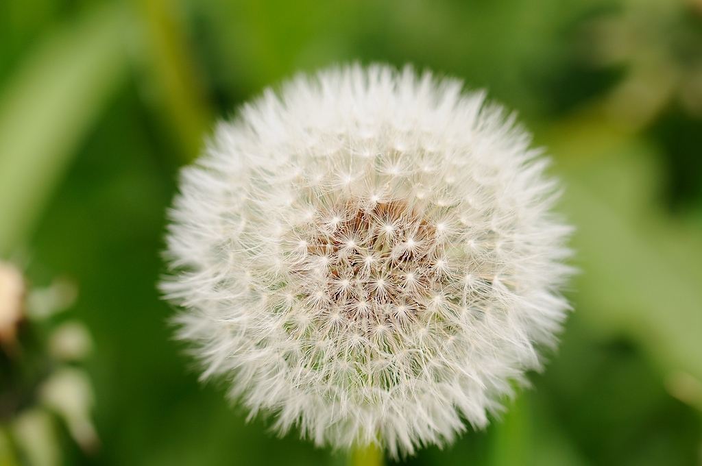 Pusteblume