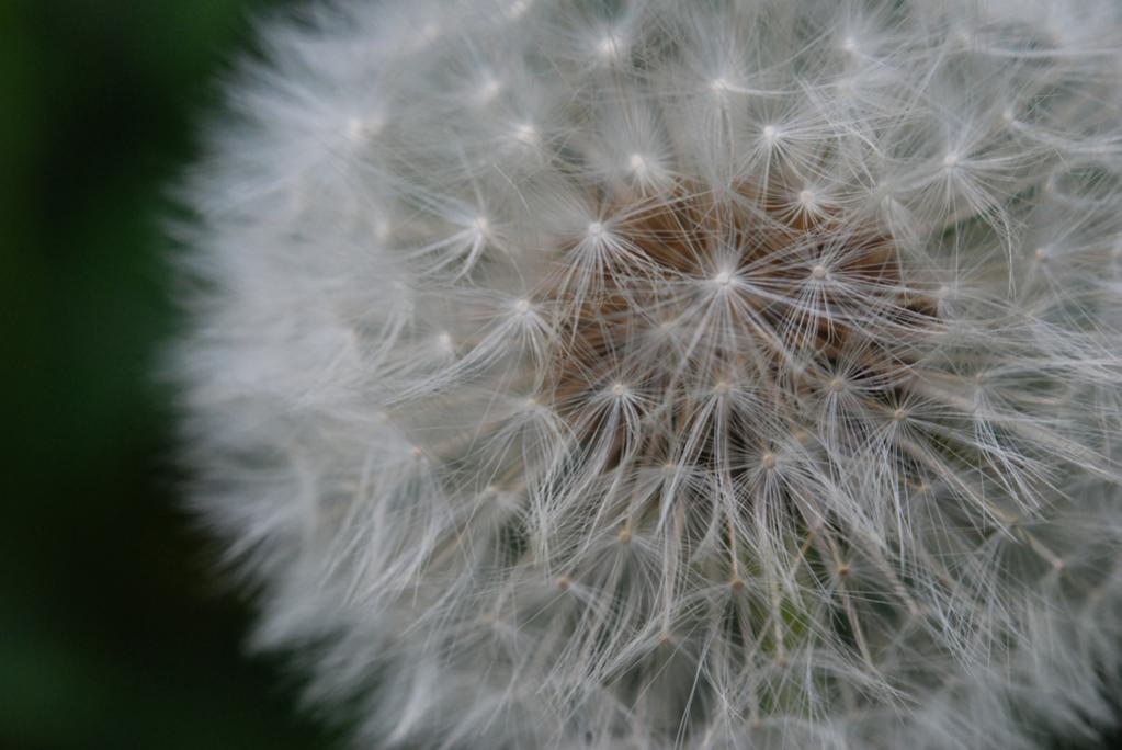 Pusteblume