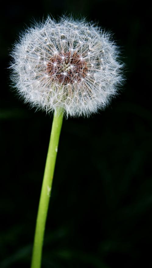 Pusteblume