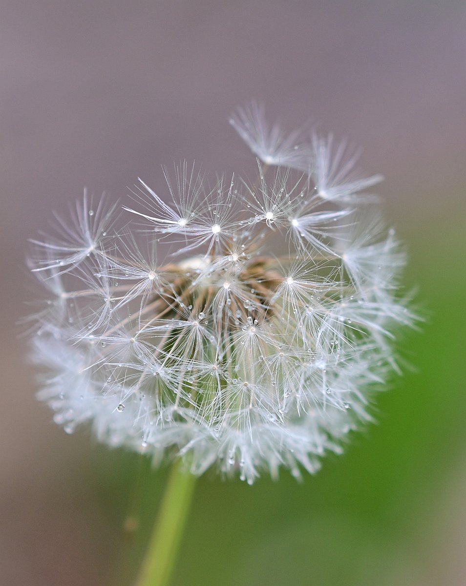 Pusteblume_Plena.jpg