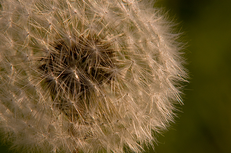 Pustelblume im Sonnenschein