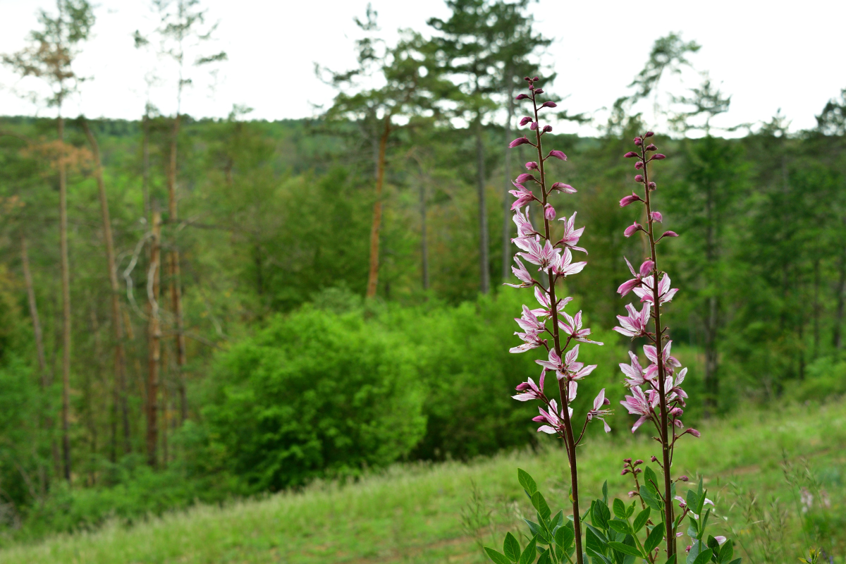 PVO_4464_00001.jpg