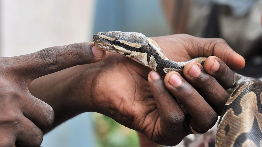 Python-Tempel, Ouidah
 6889